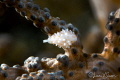Margined Egg Cowrie/Photographed with a Canon 60 mm macro lens at Lembeh Indonesia Margined Egg Cowrie/Photographed with a Canon 60 mm macro lens at Lembeh Indonesia