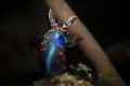 Nudibranch Nembrotha milleri juvenile
Nudibranch Nembrotha milleri juvenile