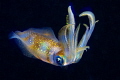 Bigfin reef squid Bigfin reef squid