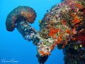 Reefscape in Fiji/Photographed with a Canon G11 at Wananavu Fiji Reefscape in Fiji/Photographed with a Canon G11 at Wananavu Fiji