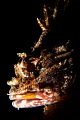 Scorpionfish. Scorpionfish.