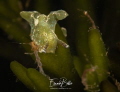 Green weed nudibranch groene wierslak Elysia viridis meets spookkreeftje ophiothrix fragilis Green weed nudibranch groene wierslak Elysia viridis meets spookkreeftje ophiothrix fragilis