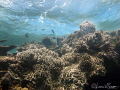 Fiji Surf/Photographed with a Canon G11 in Wananavu Fiji Fiji Surf/Photographed with a Canon G11 in Wananavu Fiji