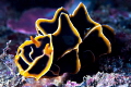 Reticulidia halgerda/Photographed with a Canon 60 mm macro lens at Puerto Galera Philippines Reticulidia halgerda/Photographed with a Canon 60 mm macro lens at Puerto Galera Philippines