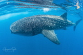 Whale Shark close Isla Contoy M xico Whale Shark close Isla Contoy M xico