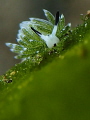 Costasiella usagi Costasiella usagi