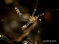 skeleton shrimp skeleton shrimp