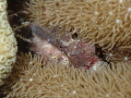 Nestled in to sleep. Goodnight Mr. Seahorse Nestled in to sleep. Goodnight Mr. Seahorse