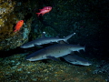 Three Musketeers
Whitetip Reef Shark Triaenodon obesus
Biaha Bali Indonisia Three Musketeers
Whitetip Reef Shark Triaenodon obesus
Biaha Bali Indonisia