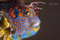 Blenny face Plataforma Tiburon M xico Blenny face Plataforma Tiburon M xico