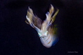 Bigfin reef squid Bigfin reef squid