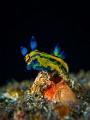 Blue Steel
Nudibranch Tambja sp.
Bali Indonisia Blue Steel
Nudibranch Tambja sp.
Bali Indonisia