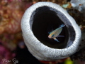 Hidden Gem hiding in this tube sponge this very colourful made a break for it just enough time to get 1 shot away. Hidden Gem hiding in this tube sponge this very colourful made a break for it just enough time to get 1 shot away.