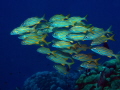 Smallmouth Grunts Haemulon chrysargyreum Bonaire Smallmouth Grunts Haemulon chrysargyreum Bonaire