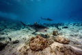 tiger shark by Nikon z7 tiger shark by Nikon z7