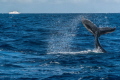 Humpback Whale at the Silverbanks Humpback Whale at the Silverbanks