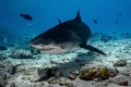 Shot by Nikon Z7 14 30mm with Nauticam housing. Location is Fuvahmulah island Maldives. Tiger shark close. Shot by Nikon Z7 14 30mm with Nauticam housing. Location is Fuvahmulah island Maldives. Tiger shark close.