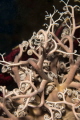 diving basket star photo diving basket star photo