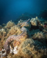 a moray that moves out of the den in the deep water near Casteldaccia Sicily a moray that moves out of the den in the deep water near Casteldaccia Sicily