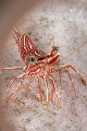 Red army shrimp. Red army shrimp.