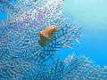 Flamingo Tongue Snail Cyphoma gibbosum on Purple Sea Fan Gorgonia ventalina Flamingo Tongue Snail Cyphoma gibbosum on Purple Sea Fan Gorgonia ventalina
