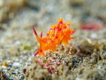 Hazey Jane
Nudibranch Cuthona sibogae
Bali Indonisia Hazey Jane
Nudibranch Cuthona sibogae
Bali Indonisia