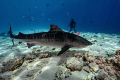 Tiger shark is an awesome creature. You can easily tell the difference between them. They have different lines on their bodies. This one has the most beautiful lines. Shot by Nikon Z7. Tiger shark is an awesome creature. You can easily tell the difference between them. They have different lines on their bodies. This one has the most beautiful lines. Shot by Nikon Z7.
