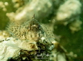 Friendly mucousfish Friendly mucousfish
