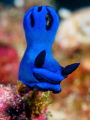 Big Blue
Nudibranch Tambja morosa
Bali Indonisia Big Blue
Nudibranch Tambja morosa
Bali Indonisia