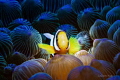 Juvenile Anemonefish Juvenile Anemonefish