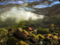 Streamlines - This image was taken in a small, shallow river, not being very spectacular on the surface. However, I tried to see what it looks like below water and shot a small series of images showing the water flowing over its rocky bed.