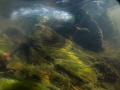 Streamlines II - This image was taken in a small, shallow river, not being very spectacular on the surface. However, I tried to see what it looks like below water and shot a small series of images showing the water flowing over its rocky bed.