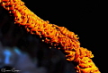 Shrimp on a coral whip/Photographed with a 60 mm macro lens and SMC 1 at Alor Indonesia Shrimp on a coral whip/Photographed with a 60 mm macro lens and SMC 1 at Alor Indonesia
