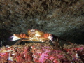 Velvet swimming crab Necora puber Picture taken in Kenmare Bay Ireland. Velvet swimming crab Necora puber Picture taken in Kenmare Bay Ireland.