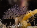 Bispira polyomma.
https //www.anemoon.org/flora en fauna/soorteninformatie/soorten/id/1532/paarse kokerworm Bispira polyomma.
https //www.anemoon.org/flora en fauna/soorteninformatie/soorten/id/1532/paarse kokerworm