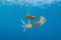 Squids in Love Veracruz M xico Squids in Love Veracruz M xico