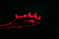 Red dragon. Red dragon.