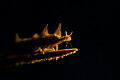 Yellow dragon. Yellow dragon.