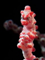 Hippocampus bargibanti _ When I Close My Eyes I See You When I Open My Eyes I Miss You. Hippocampus bargibanti _ When I Close My Eyes I See You When I Open My Eyes I Miss You.
