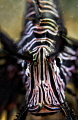 long face of a lion fish long face of a lion fish