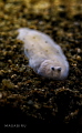 a cute flounder baby a cute flounder baby