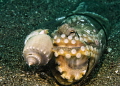 an octopus home in a botttle an octopus home in a botttle