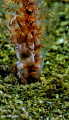 frog fish frog fish