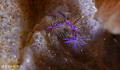 crab crab