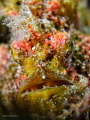 face of a stone fish face of a stone fish