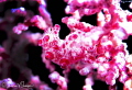 Bargibant s Pygmy Seahorse/Photographed with a Canon 100 mm macro lens at Alor Indonesia Bargibant s Pygmy Seahorse/Photographed with a Canon 100 mm macro lens at Alor Indonesia
