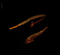 The picture was taken in the evening at sunset using retra snoot. I know a place where two pairs of pipefish live permanently. They are not at all timid and even curious. The picture was taken in the evening at sunset using retra snoot. I know a place where two pairs of pipefish live permanently. They are not at all timid and even curious.