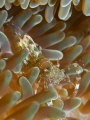 Sun Anemone Shrimp Periclimenes rathbunae Lauderdale by the Sea Florida Sun Anemone Shrimp Periclimenes rathbunae Lauderdale by the Sea Florida
