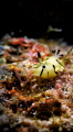 a nudi laying eggs a nudi laying eggs