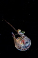 a baby mantis shrimp a baby mantis shrimp